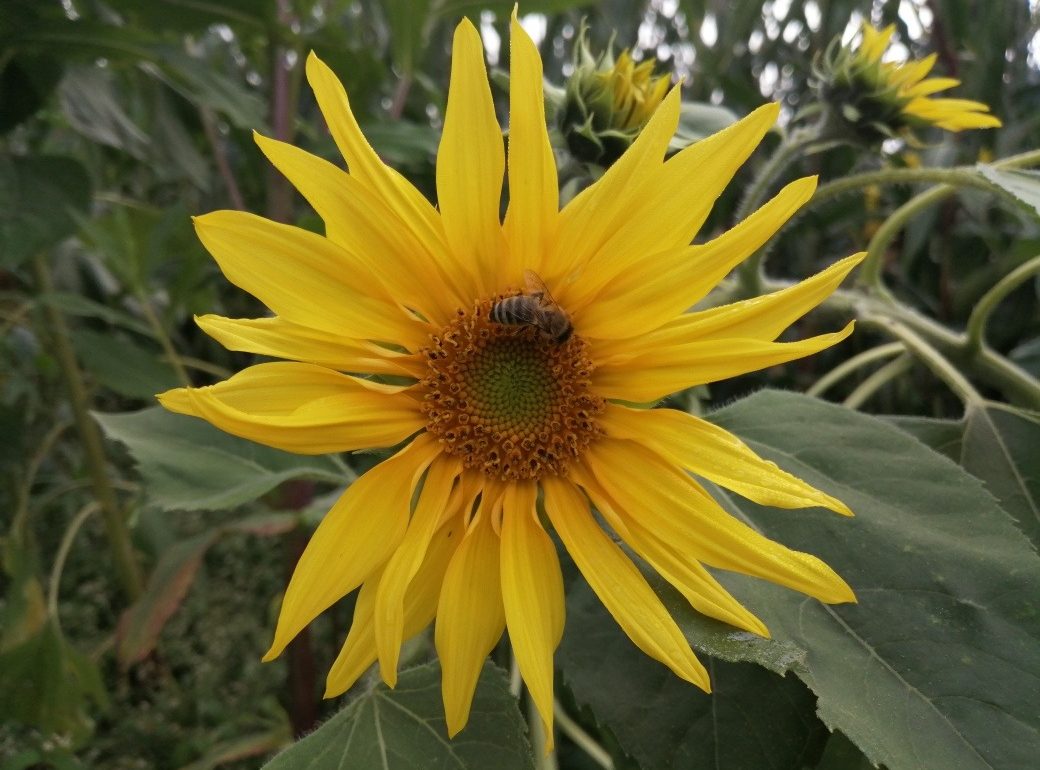 Biene sitzt auf Sonnenblume